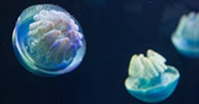 Conocer a las medusas, desde alimentación, reproducción, cómo y porque pican