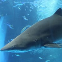 Tiburón del Sea Life, se conocerán especies, crias, alimentación y mucho mas sobre esta especie.
