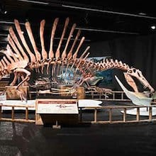 dinosarurus, todo los que se puede aprender y conocer de los dinosaurios extinguidos