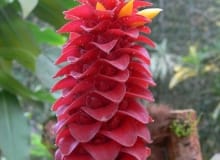 algunas de las maravillosas especies tropicales de plantas que componen el mariposario