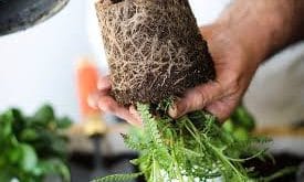 podremos llevarnos a casa lo cultivado por nuestro pequeños en el huerto familiar