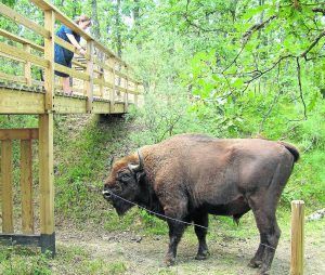 visita en familia y conocer los bisontes europeos, además de disfrutar de la naturaleza