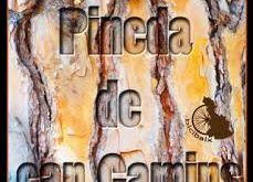 La Pineda de Can Camins, para natural visitable.