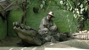 conocer la vida de los cocodrilos desde que su nacimiento hasta que son adultos.