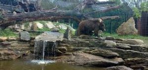 animales salvajes que podemos visitar y conocer junto a la naturaleza, vida salvaje y conservación, todo unido en el parque zoológico marcelle