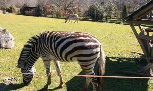 naturaleza, vida salvaje y conservación, todo unido en el parque zoológico marcelle