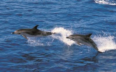 disfrutar en alta mar y en familia mientras observamos ballenas y delfines